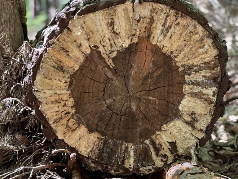 Querschnitt eines Baumstamms mit sichtbaren Jahresringen und unregelmäßiger Baumrinde.