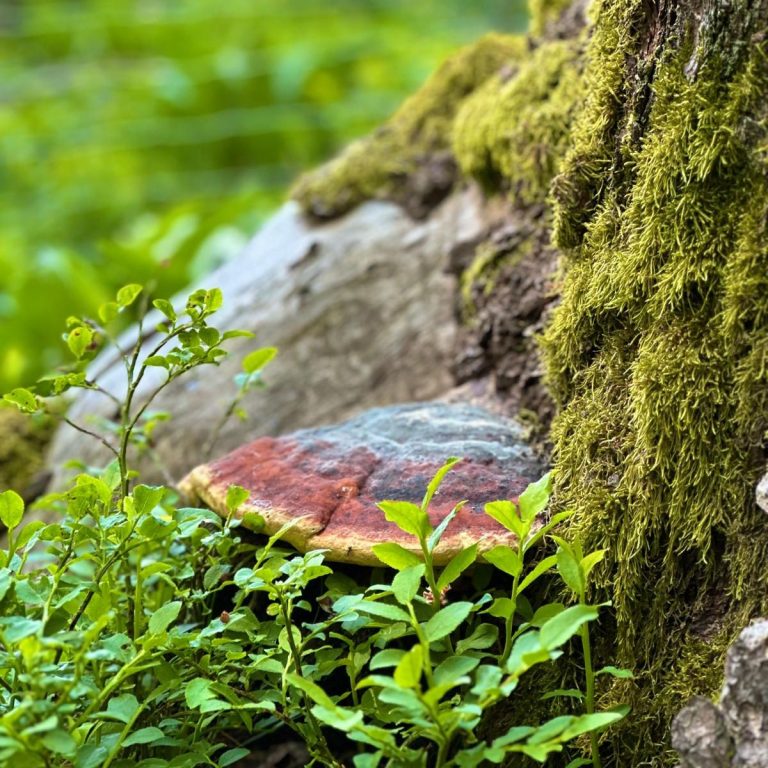 Buntes Pilzstück an einem moosbedeckten Baumstamm in grünem Wald.