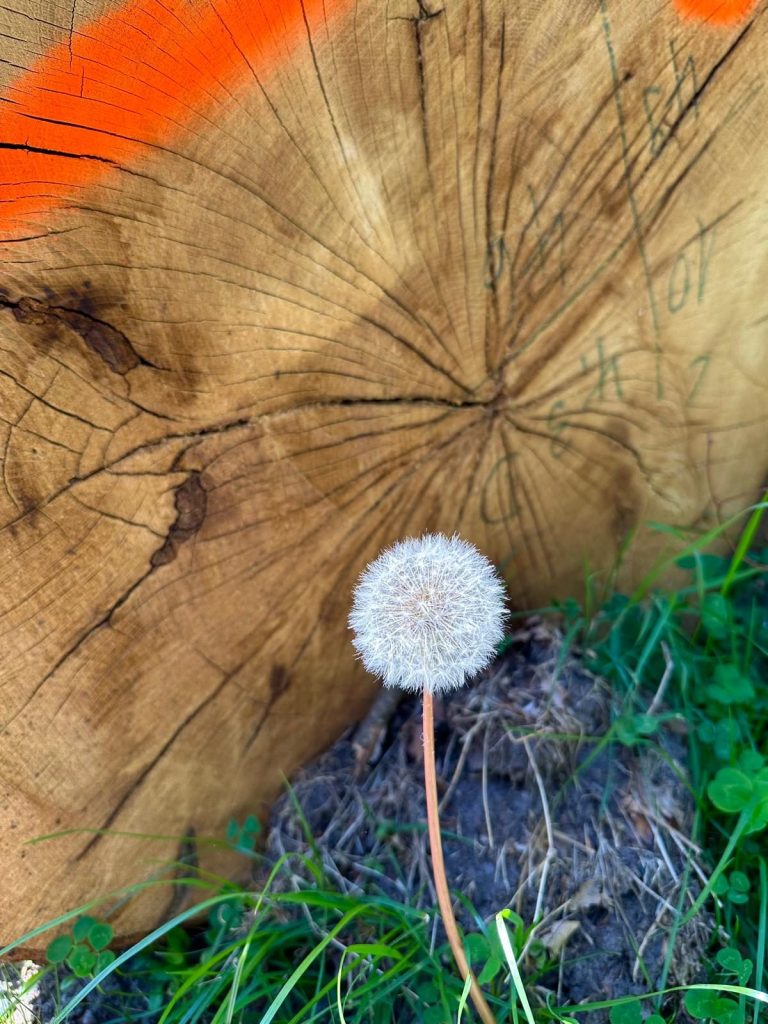 Feng Shui Beratung in München Löwenzahn mit weißen Blüten und Holz im Hintergrund mit gravierten Muster.