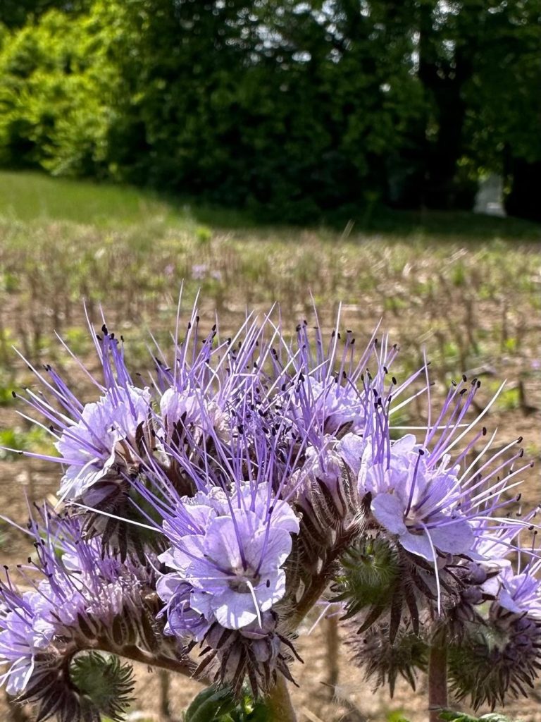 Lila Blumen mit stacheligen Kelchblättern vor einem grünen Feld.