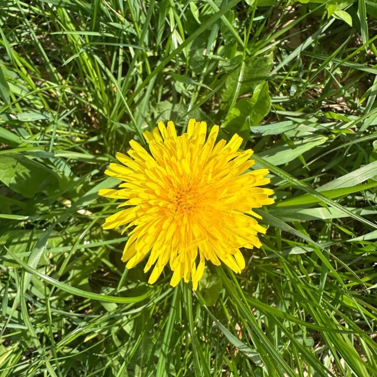 Gelbe Löwenzahnblüte umgeben von grünem Gras.